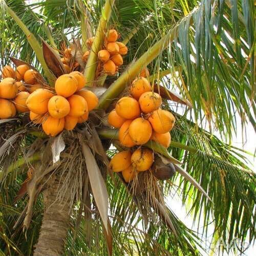 Кокосовое масло холодный отжим нерафинированное