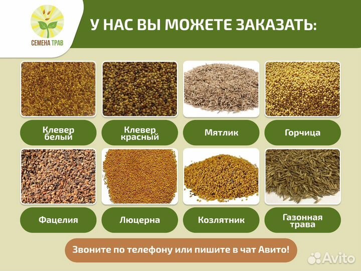 Семена красной овсяницы