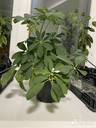 Комнатные цветы