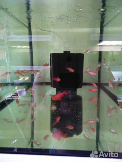 Аквариумные рыбки и растения в Екатеринбурге