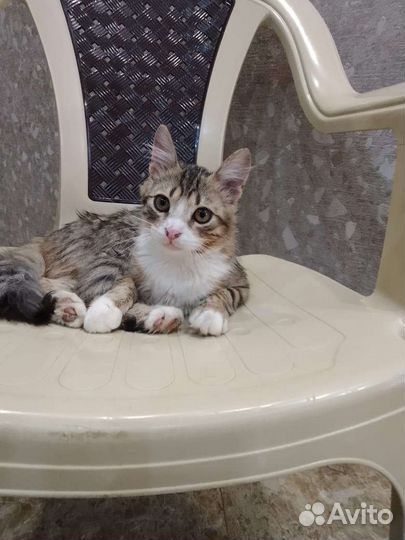 Котенок мальчик в добрые руки