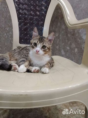 Котенок мальчик в добрые руки