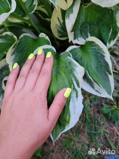 Хоста патриот