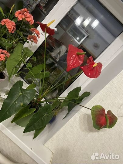 Антуриум дакота (детки)