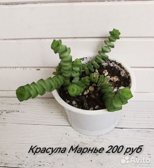 Суккуленты