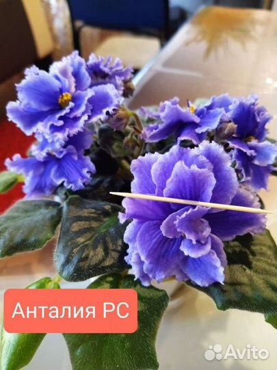 Детки сортовых фиалок