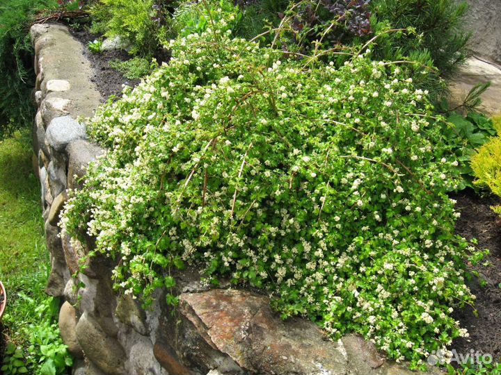 Стефандра, анемона