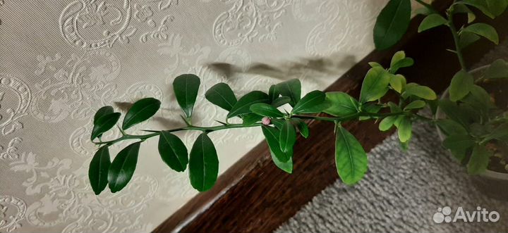 Микроцитрус Австралийский Кровавый лайм