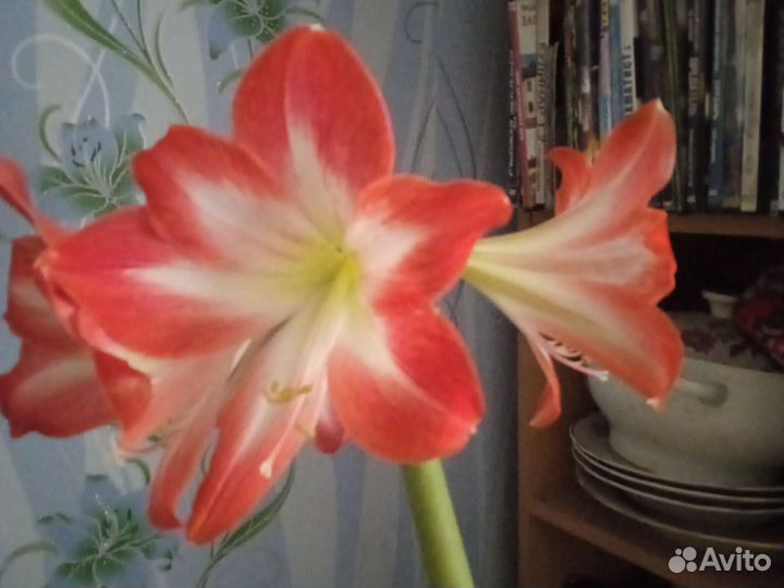 Гиппиаструм