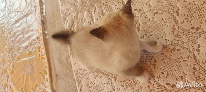 Сиамский котенок