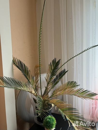 Пальма цикас