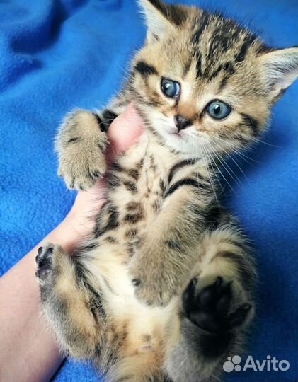 Котёнок, котята в добрые руки, в дар