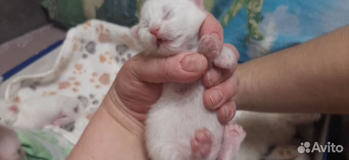 Котята отдам бесплатно