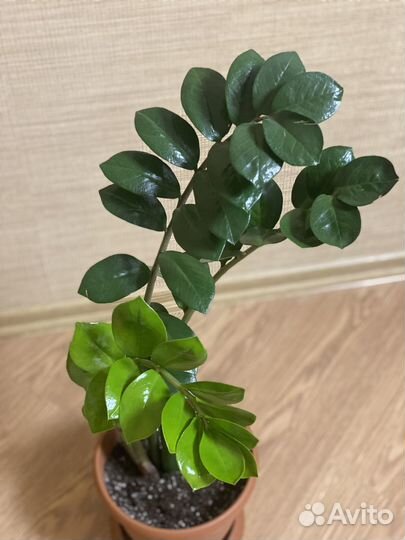 Замиокулькас вариегатный