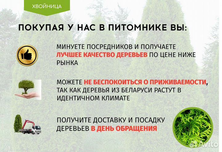 Туя в ассортименте:Смарагд,Брабант,Колумна