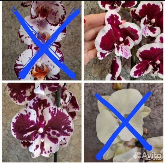 Орхидея фаленопсис