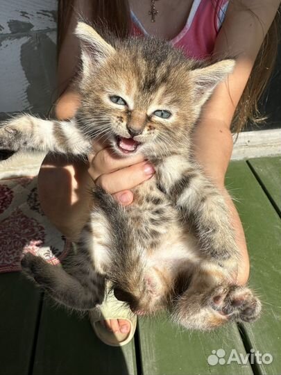 Отдам котят