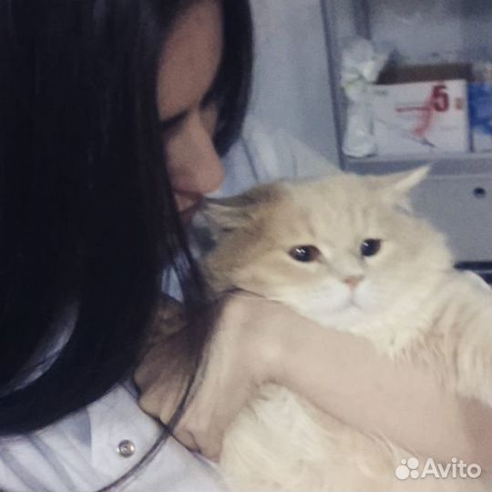 Стрижка животных, Кастрация