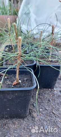 Сосна Крымская