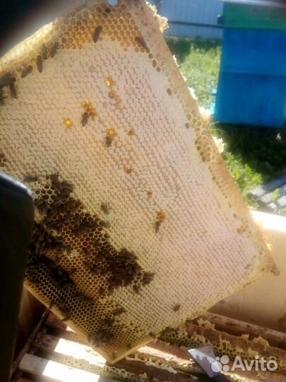 Псковский натуральный мёд с личной пасеки 2023