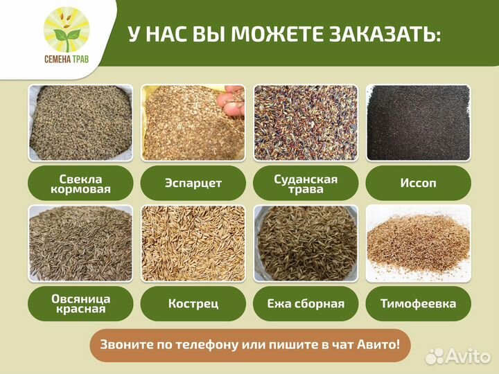 Семена фацелии