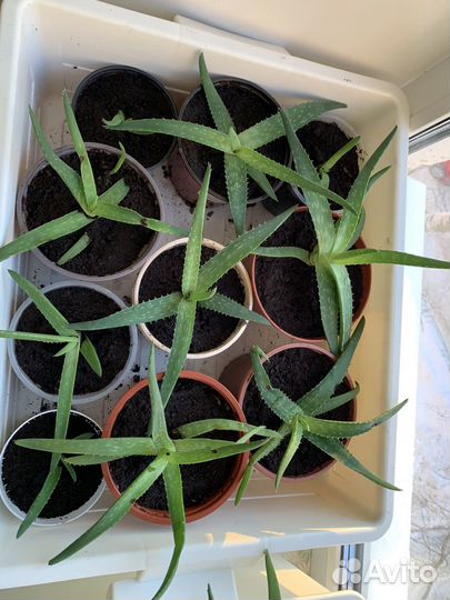 Комнатные цветы алоэ