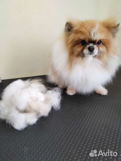 Грумер стрижка собак