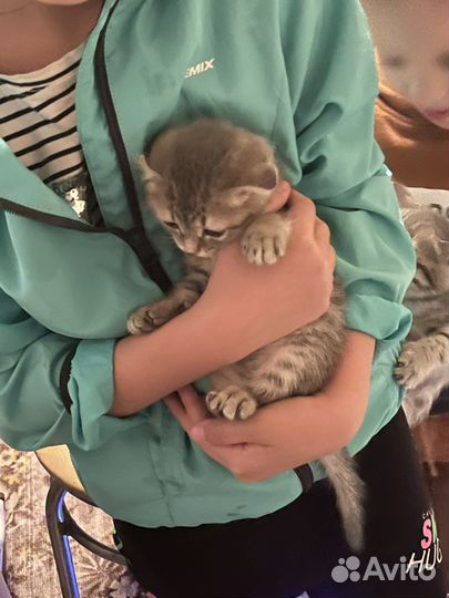 Отдам даром бесплатно