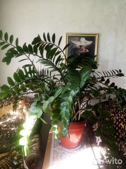 Замиокулькас долларовое дерево