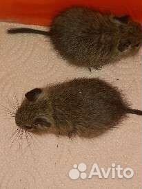 Чилийская белка дегу
