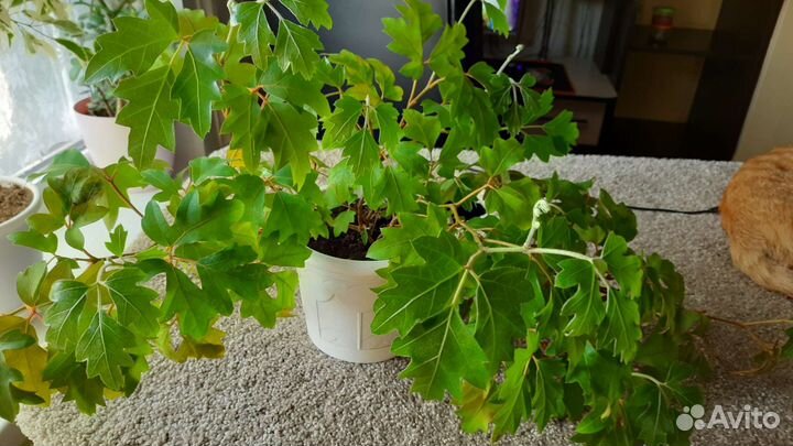 Комнатные цветы