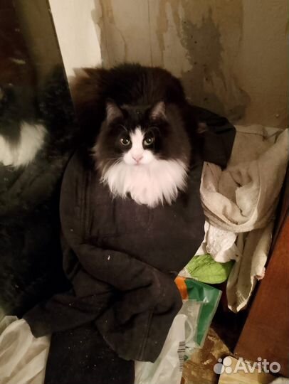 Котята ищут дом или передержку