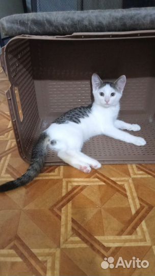 Митя ищет дом