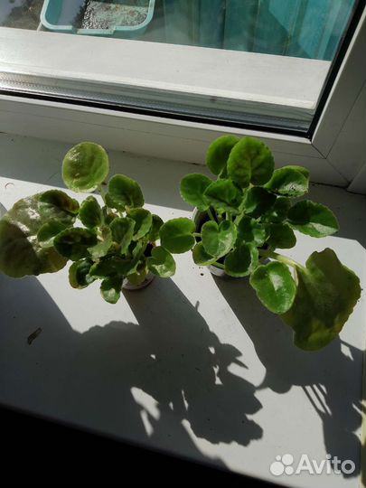 Фиалка Ле Суламифь