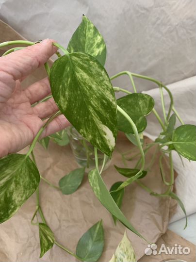 Отростки сциндапсус золотистый и марбл квин