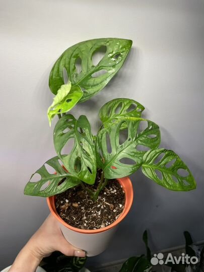 Монстера Адансона