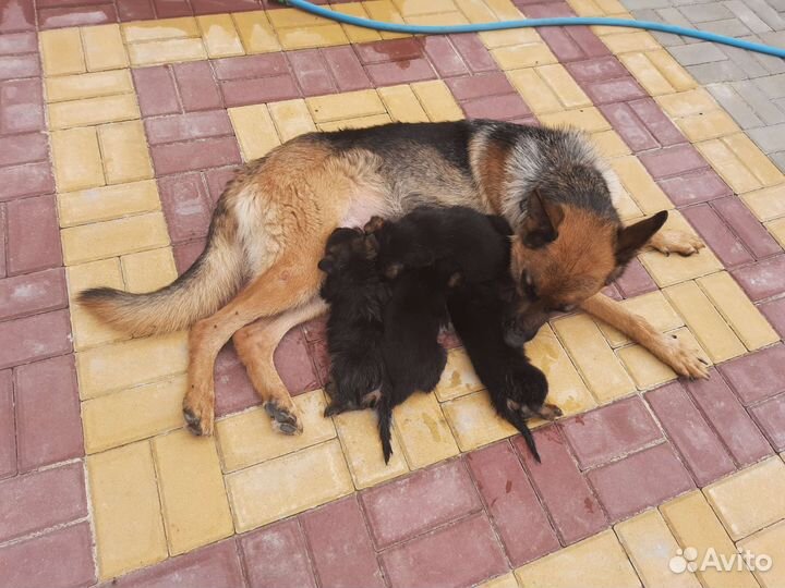 Щенки немецкой овчарки