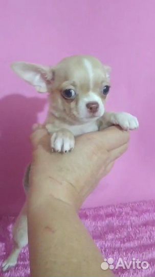 Девочка чихуахуа