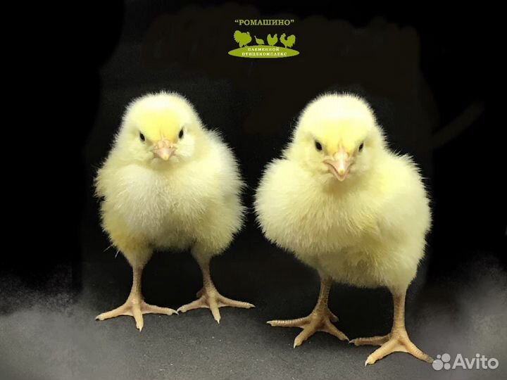Цыплята бройлера (импорт) в наличии