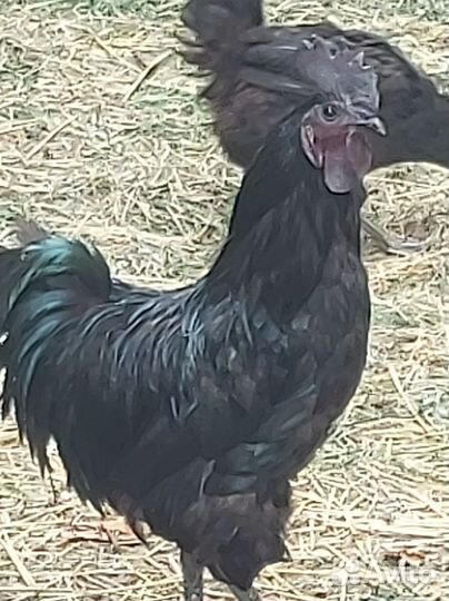 Чёрный петух