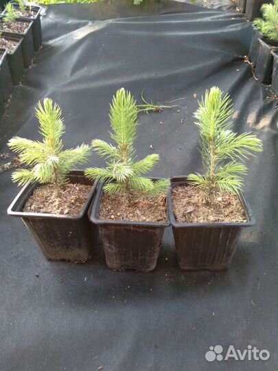 Ель голубая кейбаб