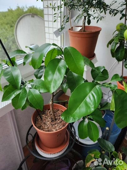 Цитрус Помело/грейпфрут 