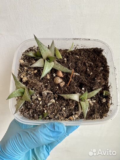 Микс суккулентов