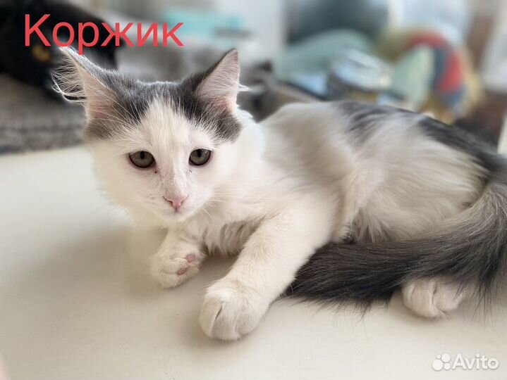 Котята в добрые руки