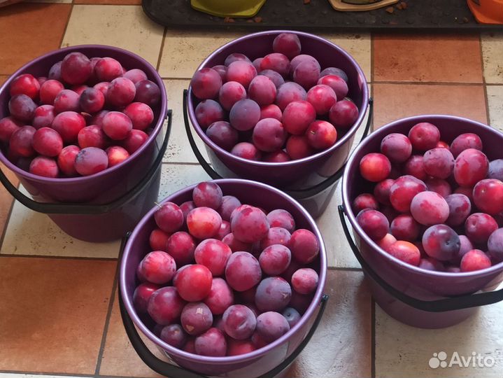 Алыча красная сладкая на еду, компот, вино,варенье