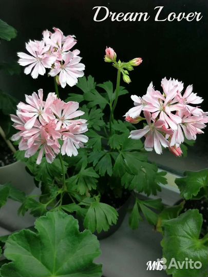 Черенки пеларгонии Dream Lover, формозум