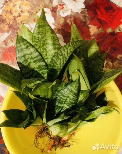 Сансевиерия