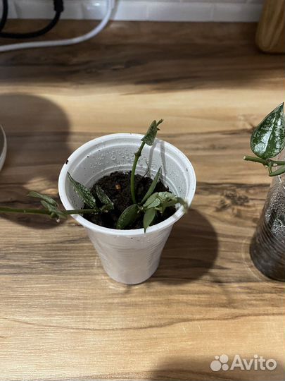 Хойя lacunosa eskimo silver