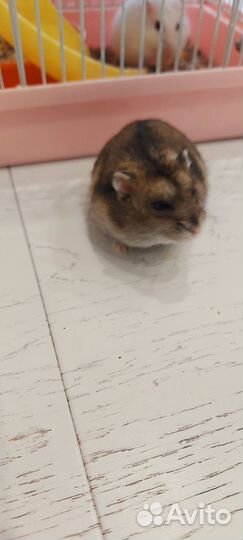 Джунгарик с клеткой