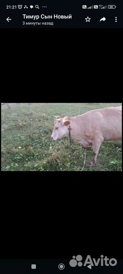 Корова ручная второй отель будет